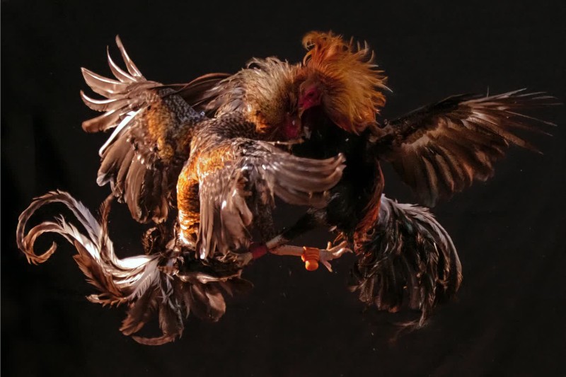 Đá gà cựa tròn V9Bet