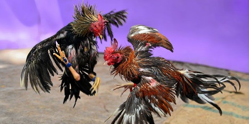 Đá gà cựa tròn V9Bet