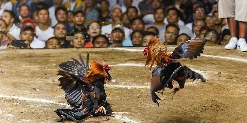 Đá gà cựa tròn V9Bet