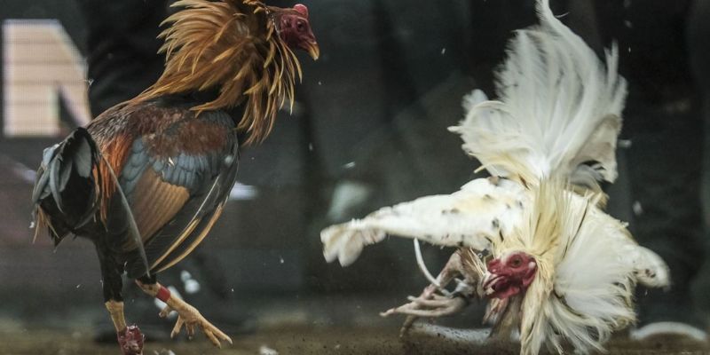 Hình thức đá gà cựa sắt kịch tính được người chơi ưa chuộng